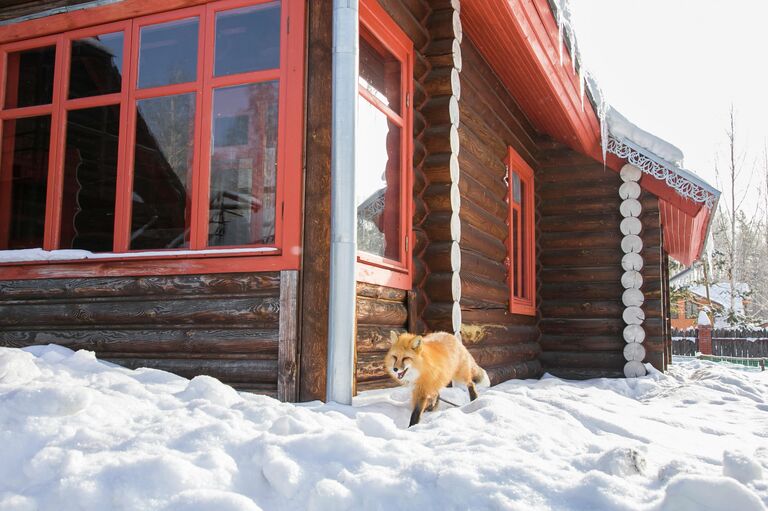 Одомашненная лисица на прогулке. Фото предоставлено Институтом Цитологии и генетики СО РАН. Одомашненная лисица на прогулке. Фото предоставлено Институтом Цитологии и генетики СО РАН.