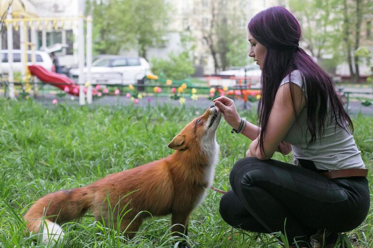 Одомашненная лисица на прогулке во дворе. Фото предоставлено Институтом Цитологии и генетики СО РАН. Одомашненная лисица на прогулке во дворе. Фото предоставлено Институтом Цитологии и генетики СО РАН.