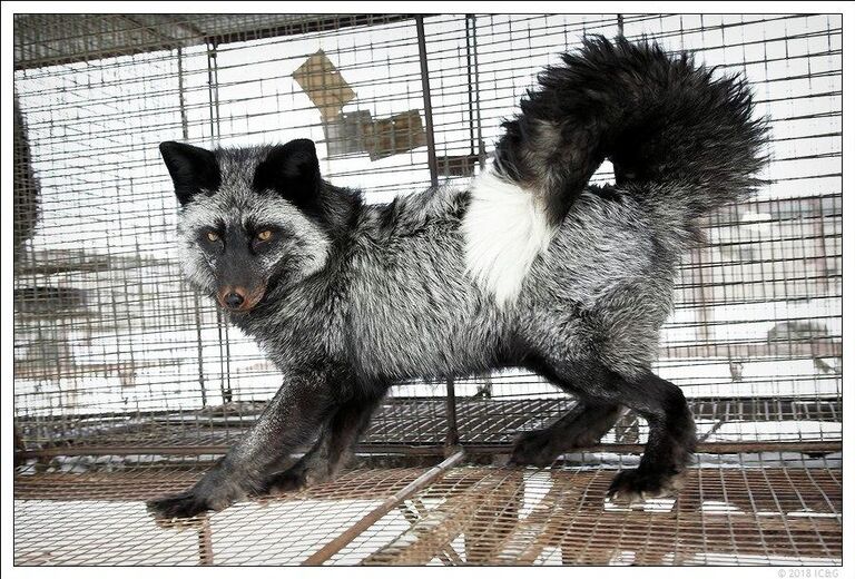 Одомашненная лисица в вольере. Фото предоставлено Институтом Цитологии и генетики СО РАН. Одомашненная лисица в вольере. Фото предоставлено Институтом Цитологии и генетики СО РАН.