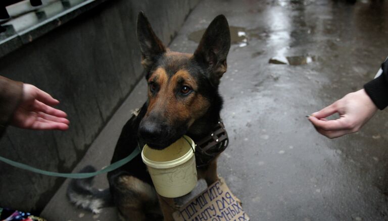 Собака держит в зубах ведерко для сбора милостыни.
