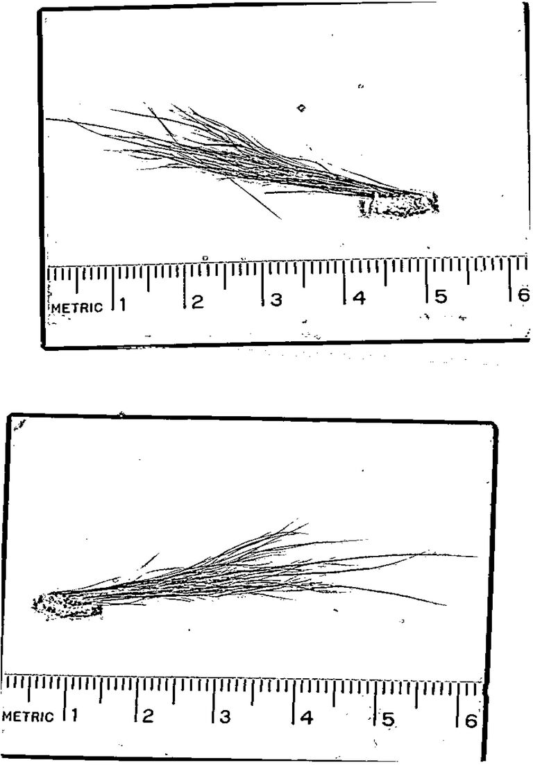 Внутренняя записка ФБР 1977 года об исследовании образцов, которые могли принадлежать снежному человеку