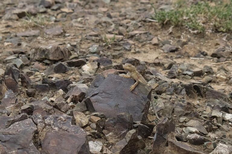 Ящерица, с ее помощью я пытался обойти монгольских полицейских. Не сработало Ящерица, с ее помощью я пытался обойти монгольских полицейских. Не сработало