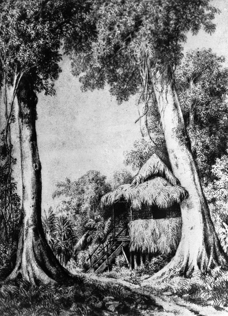 Репродукция рисунка с изображением хижины, в которой жил Николай Миклухо-Маклай в Новой Гвинее