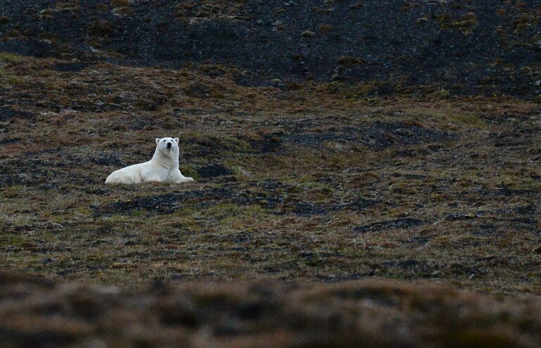Белый медведь в бухте Драги на Острове Врангеля в Чукотском автономном округе