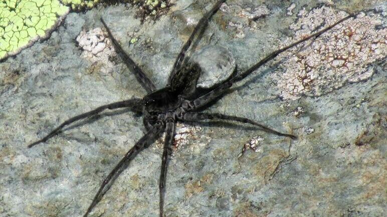 Паук, относящийся к семейству Lycosidae (пауки-волки) - РИА Новости, 1920, 28.11.2019