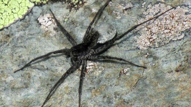 Паук, относящийся к семейству Lycosidae (пауки-волки)