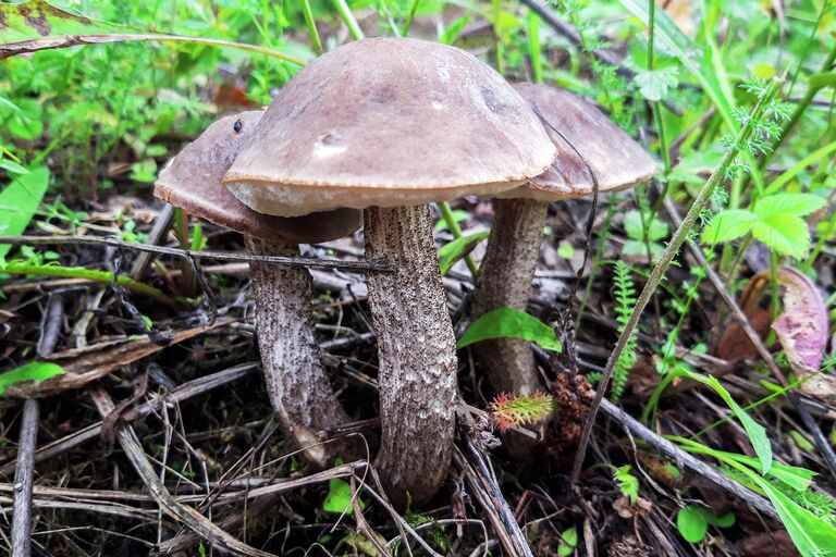 Грибы подберезовики