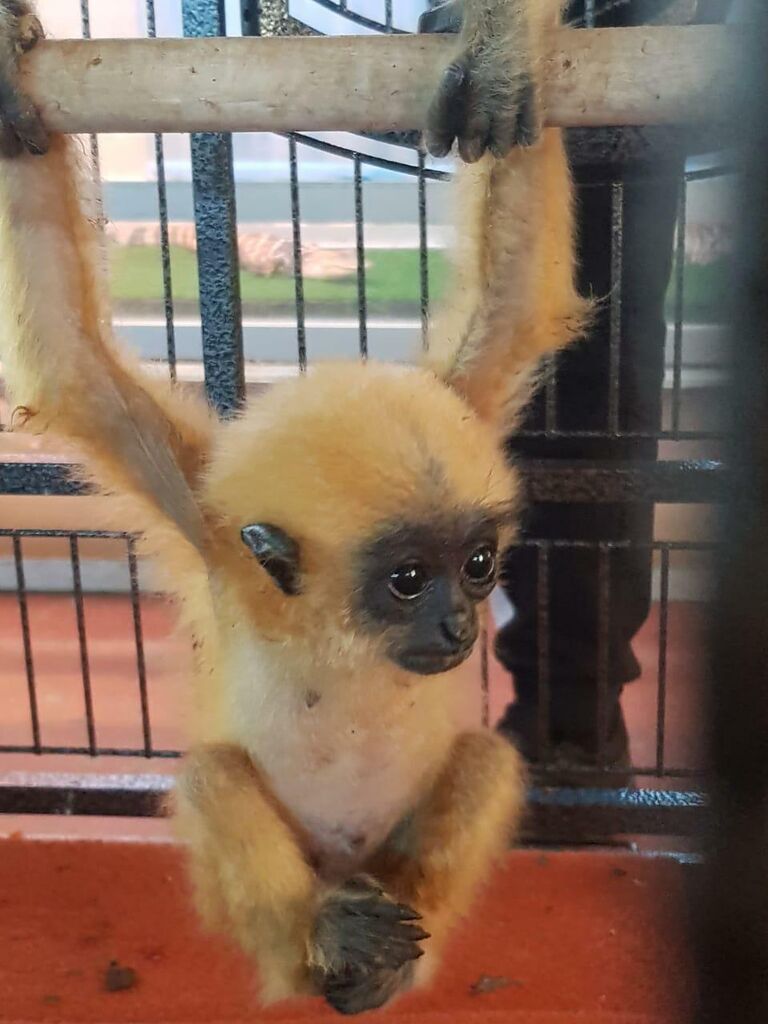 Таможенники в аэропорту Шереметьево пресекли незаконный ввоз из Вьетнама четырех детенышей гиббона возрастом от двух до четырех месяцев. 3 сентября 2019