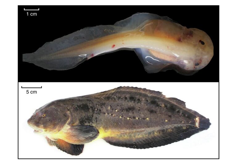 Глубоководные обитатели Марианской впадины Глубоководные обитатели Марианской впадины