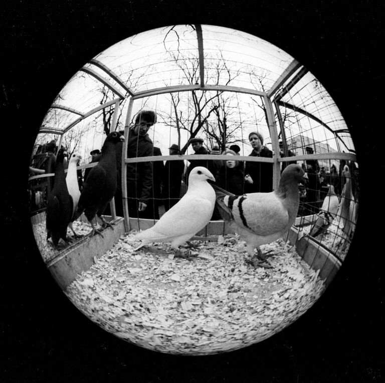 Почтовые голуби на московском Птичьем рынке