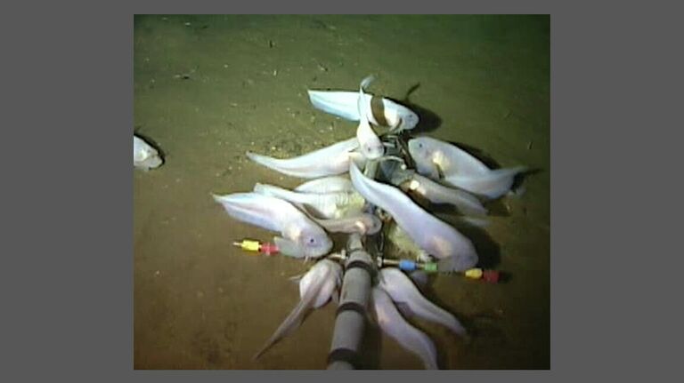 Pseudoliparis swirei Pseudoliparis swirei