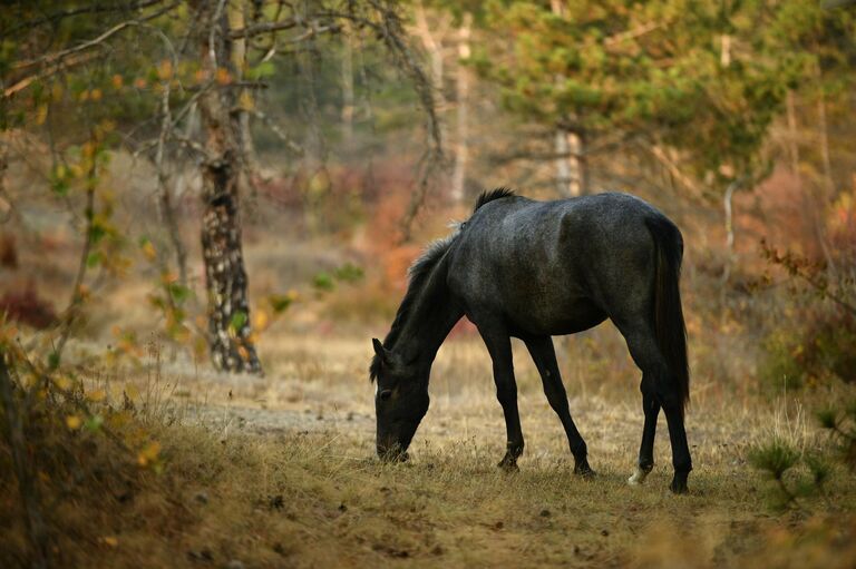 Лошадь в Кесслерском лесу в Крыму