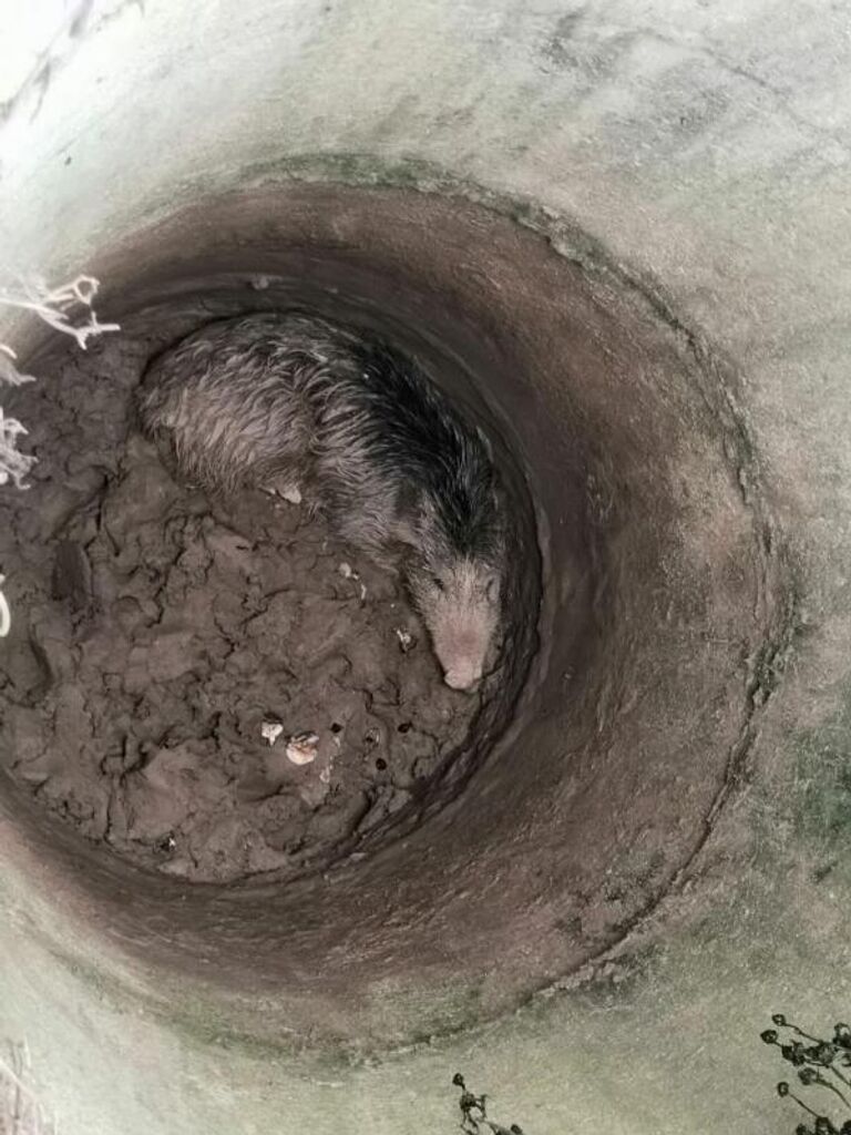 Дикого кабана спасли работники Подольского территориального управления ГКУ МО Мособлпожспас