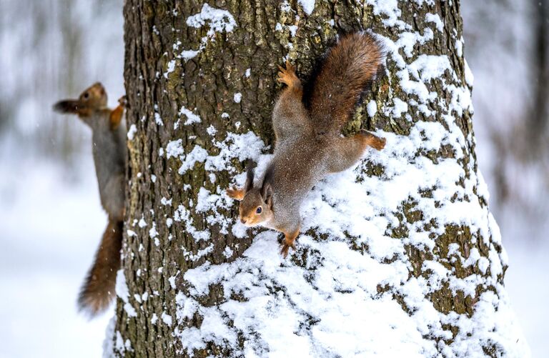 Белки в городском парке