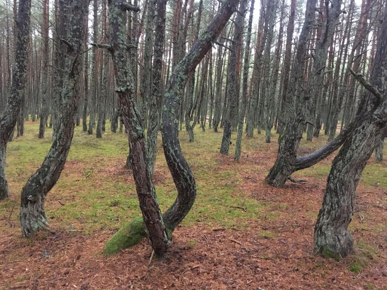 Куршская коса