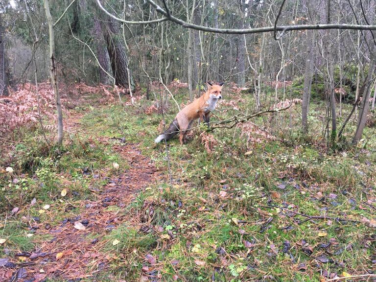 Куршская коса