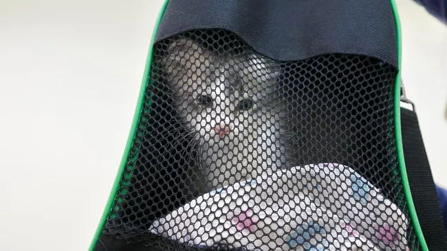 Котенок в переноске