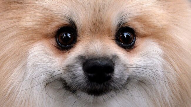 Гав! О чем молчит ваша собака