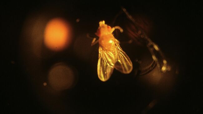 Секс прокачивает память: приятный способ держать мозги в форме