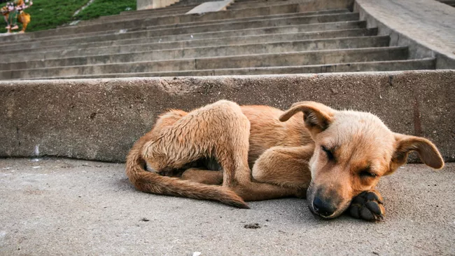 Мы не только кормим бездомных, но и дружим с ними