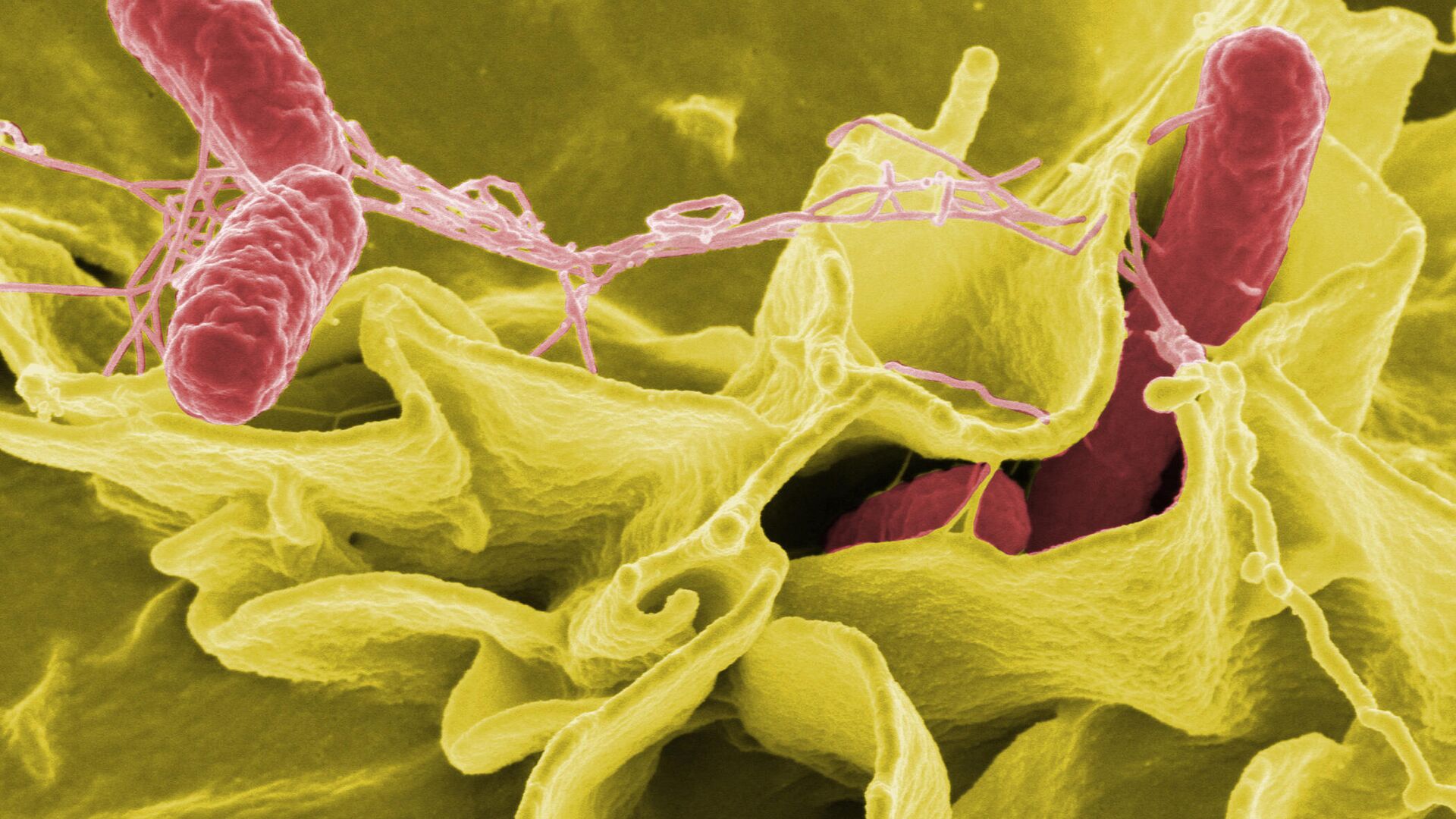 Бактерия Salmonella typhimurium (красного цвета) - РИА Новости, 1920, 08.10.2020