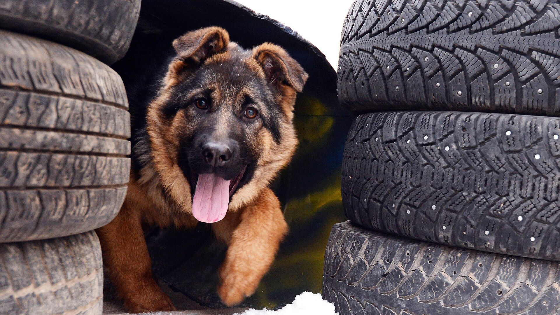 3-х месячный щенок немецкой овчарки проходит полосу препятствий во время тренировки в племенном питомнике служебного собаководства ФСИН - РИА Новости, 1920, 07.02.2022