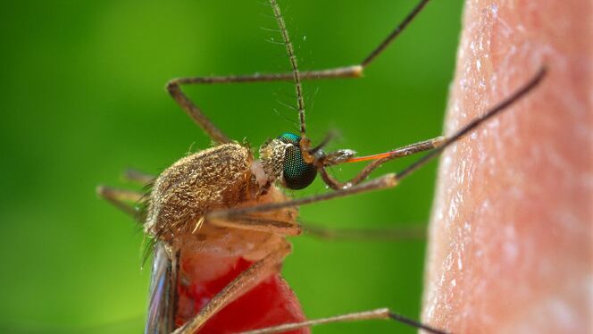 Комар Culex quinquefasciatus, переносчик лихорадки Западного Нила. Архивное фото - РИА Новости, 1920, 29.07.2024