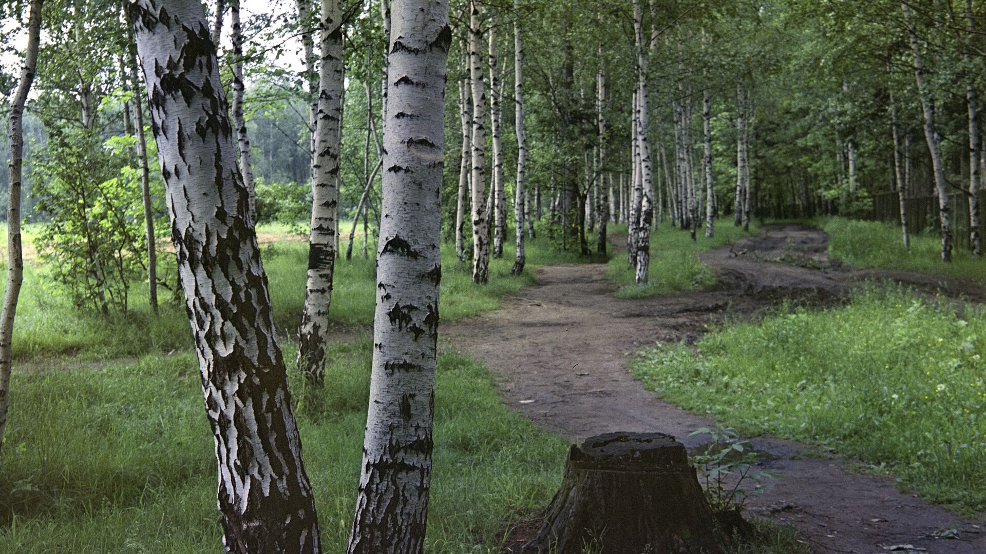 В лесу. Архивное фото - РИА Новости, 1920, 03.07.2024