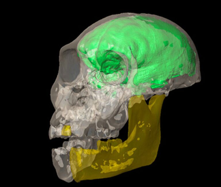 Череп и виртуальный мозг австралопитека седиба