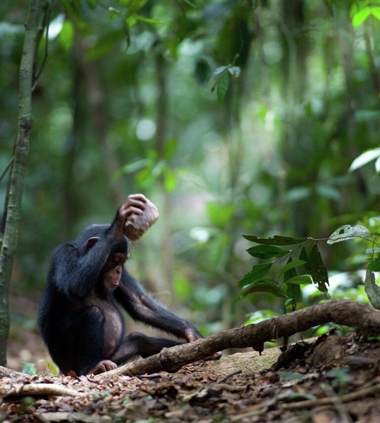 Шимпанзе разбивает орех с помощью камня