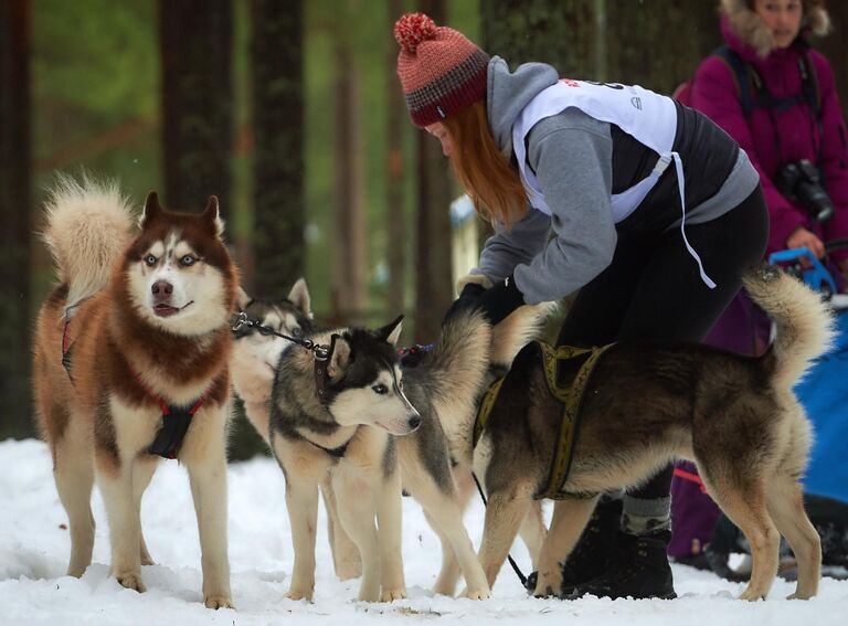 Отборочный этап чемпионата России по заезду на собаках в Лемболово