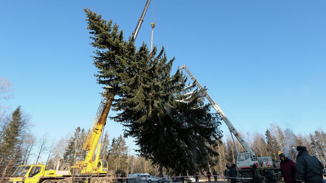 Рубка главной новогодней ели в Подмосковье