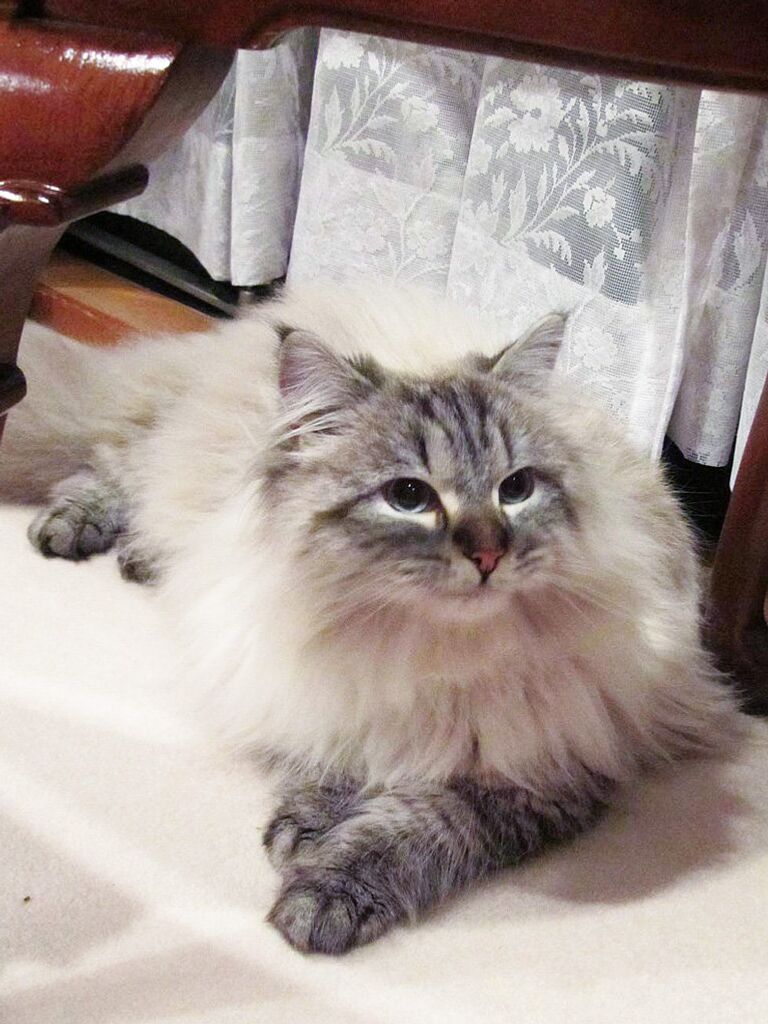 Кот, подаренный Владимиром Путиным губернатору японской префектуры Акита Норихиса Сатакэ