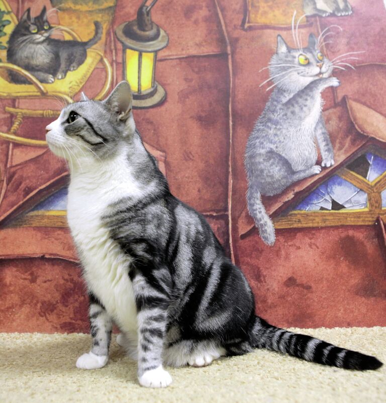 Первое котокафе Республика кошек открылось в Санкт-Петербурге