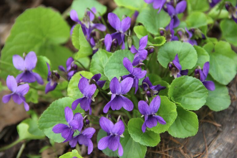 Дикие фиалки в Аптекарском огороде