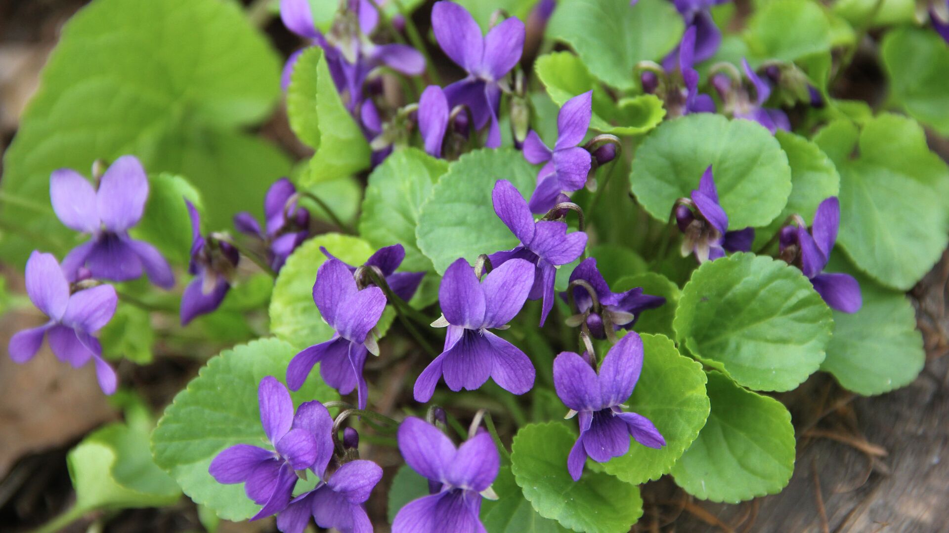 Дикие фиалки в Аптекарском огороде - РИА Новости, 1920, 12.12.2025