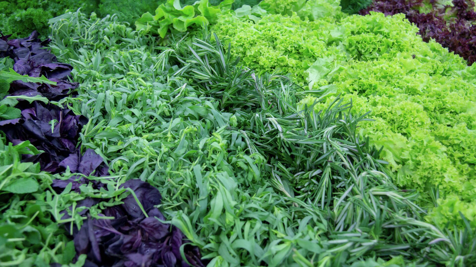 Зелень - РИА Новости, 1920, 16.05.2025