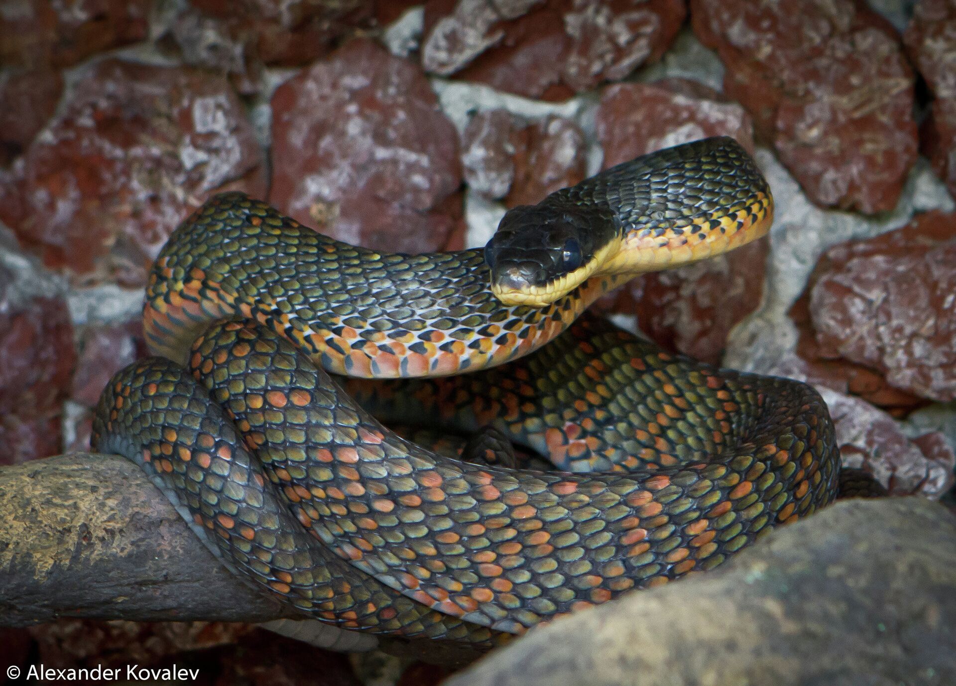 Неядовитая костариканская змея Bird Snakes (англ.) Pseustes Poecilonotus (лат.) - РИА Новости, 1920, 21.01.2021