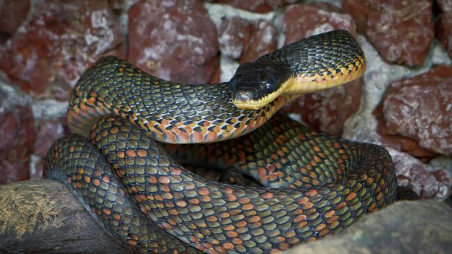 Неядовитая костариканская змея Bird Snakes (англ.) Pseustes Poecilonotus (лат.)