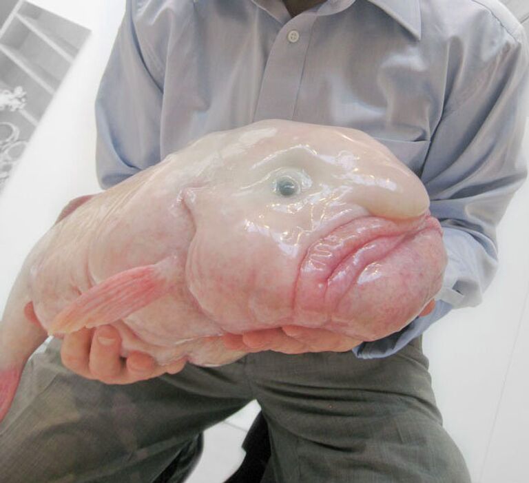 Рыба-капля Рыба-капля