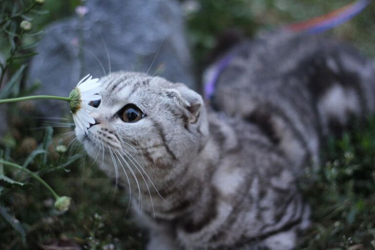 Томские кошки