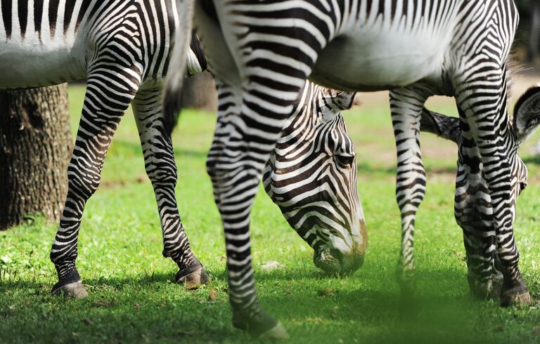 Зебры в Московском зоопарке Зебры в Московском зоопарке