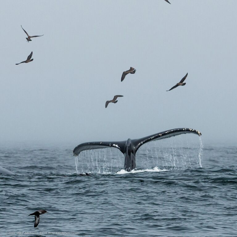Кит и морские птицы Кит и морские птицы