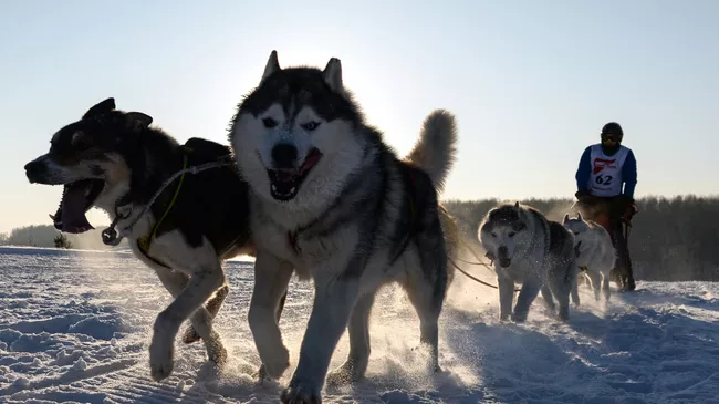 Хаски в упряжках
